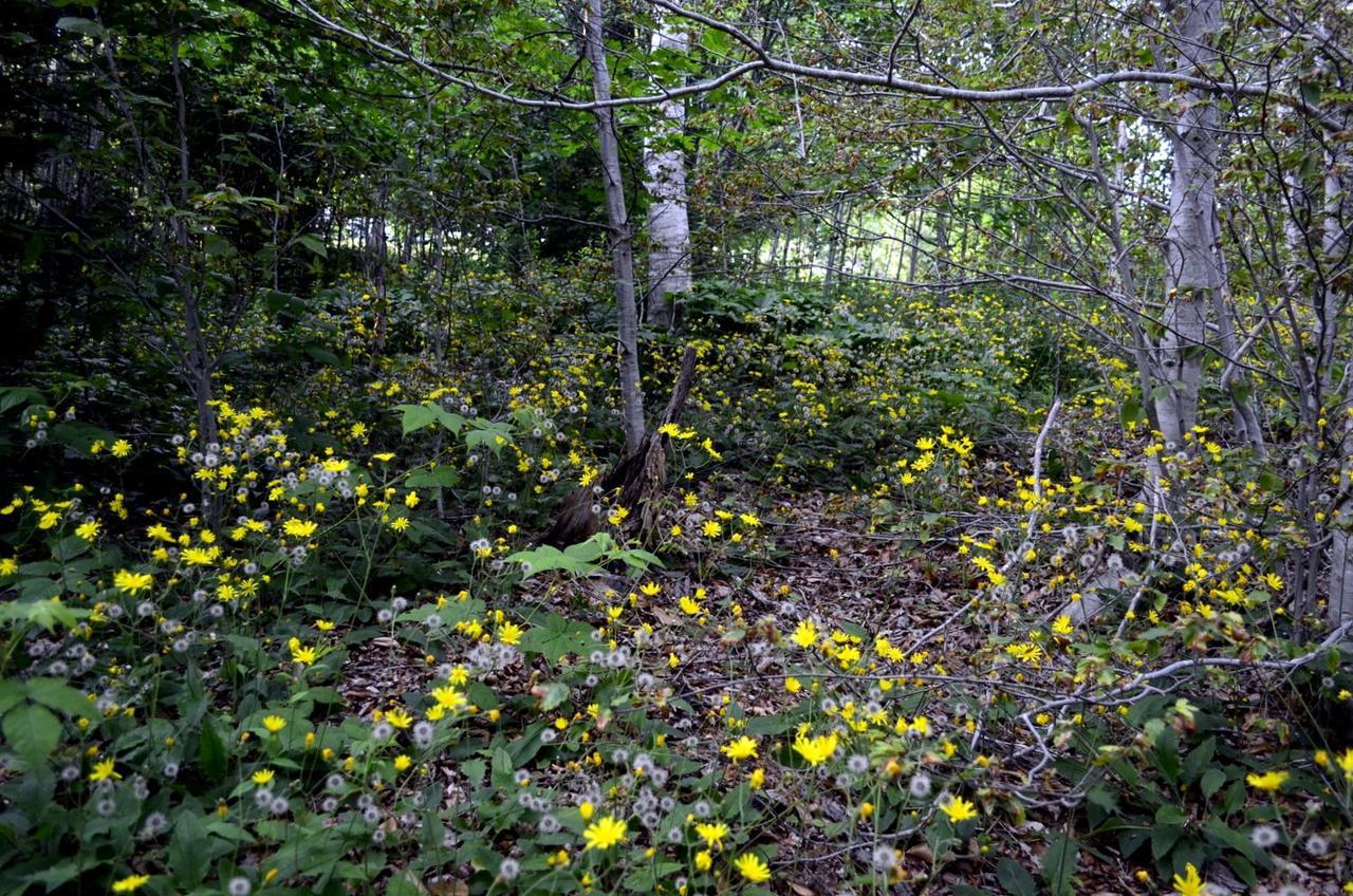 Still Point Lodge Deep Brook Kültér fotó